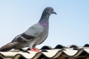 Pigeon Pest, Pest Control in Headley, KT18. Call Now 020 8166 9746