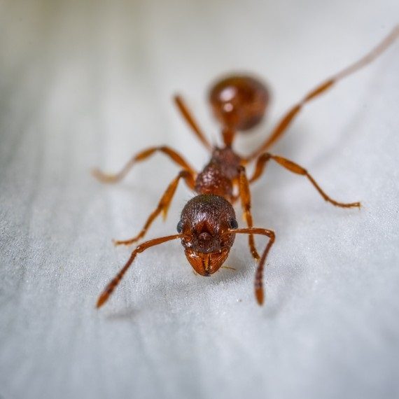 Field Ants, Pest Control in Headley, KT18. Call Now! 020 8166 9746