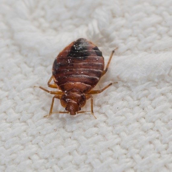 Bed Bugs, Pest Control in Headley, KT18. Call Now! 020 8166 9746