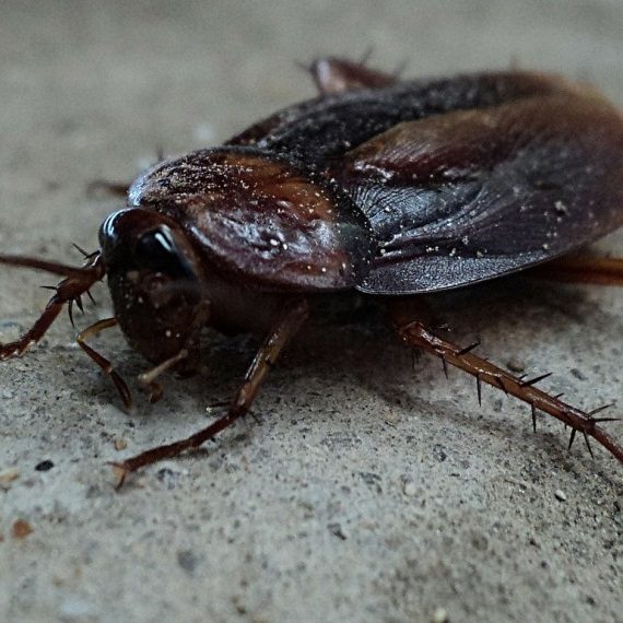 Cockroaches, Pest Control in Headley, KT18. Call Now! 020 8166 9746