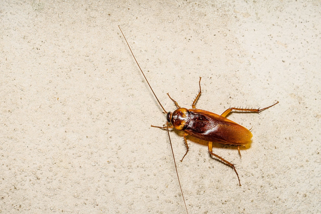 Cockroach Control, Pest Control in Headley, KT18. Call Now 020 8166 9746