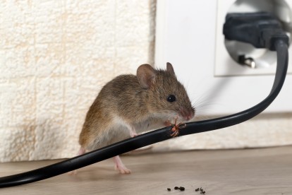 Pest Control in Headley, KT18. Call Now! 020 8166 9746