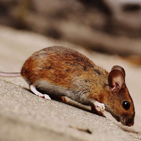 Mice, Pest Control in Headley, KT18. Call Now! 020 8166 9746