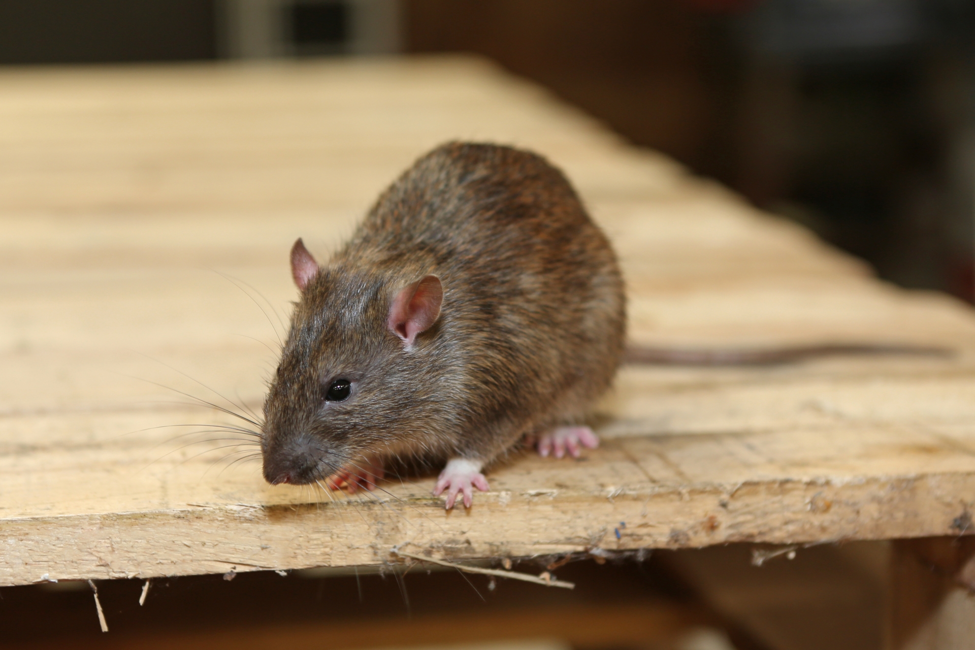 Rat Control, Pest Control in Headley, KT18. Call Now 020 8166 9746