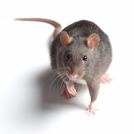 Rats, Pest Control in Headley, KT18. Call Now! 020 8166 9746