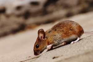 Mice Exterminator, Pest Control in Headley, KT18. Call Now 020 8166 9746