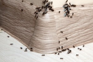 Ant Control, Pest Control in Headley, KT18. Call Now 020 8166 9746