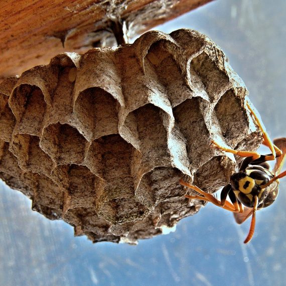 Wasps Nest, Pest Control in Headley, KT18. Call Now! 020 8166 9746